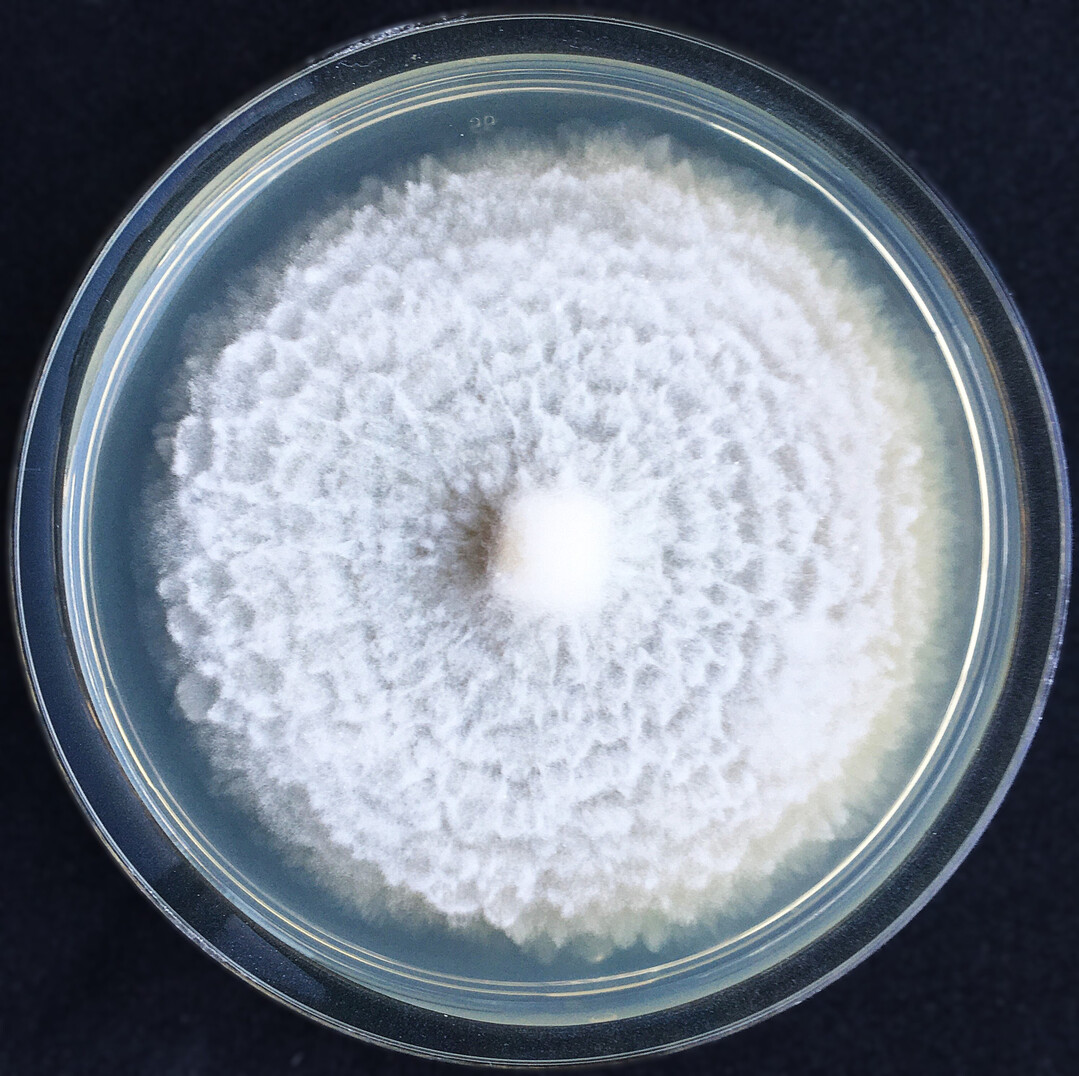 Der Pilz 
<i>Mortierella alpina</i>
 k�nnte in der Landwirtschaft als Mittel gegen Nematoden funktionieren. Hierf�r bedarf es aber noch einiges an Forschung. 