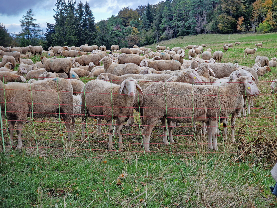 Wanderschafhaltung.