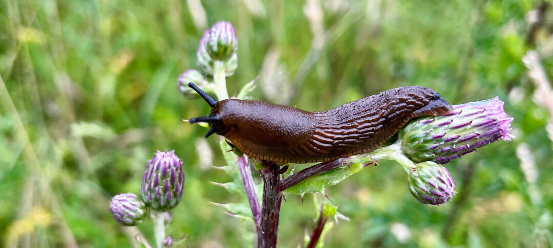 Nacktschnecken sind in unseren Gärten nicht gerne gesehen. Mit einem schneckenresistenten Garten brauchen Sie sich um Ihre Pflanzen nicht zu sorgen.