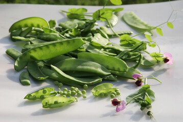 Feines Frühlingsgemüse: frisch geerntete Erbsen.