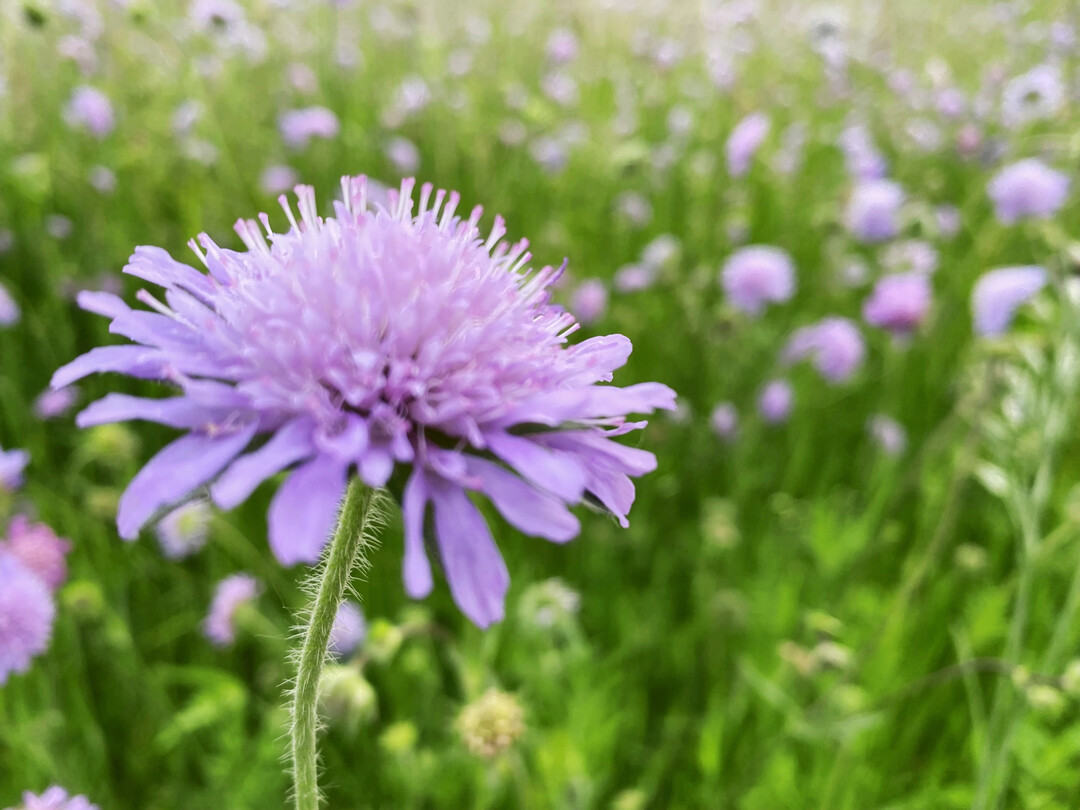 Acker-Witwenblume auf einer Brachfl�che.