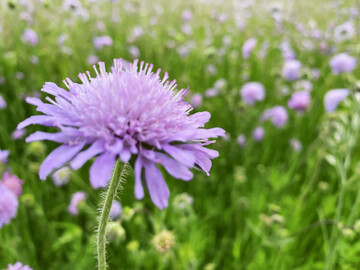 Acker-Witwenblume auf einer Brachfl�che.