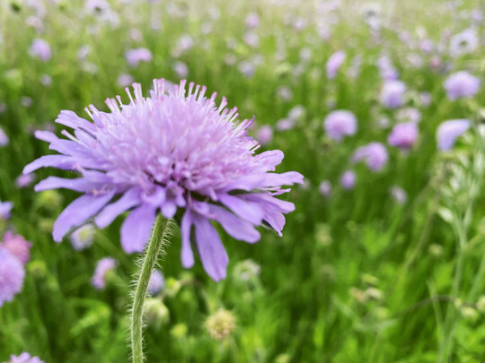 Acker-Witwenblume auf einer Brachfläche.