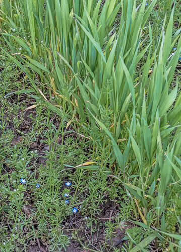 Im Fr�hjahr ist es wichtig, vorhandene Unkr�uter im Getreide rasch zu regulieren.