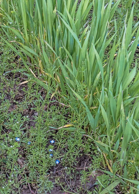Im Fr�hjahr ist es wichtig, vorhandene Unkr�uter im Getreide rasch zu regulieren.