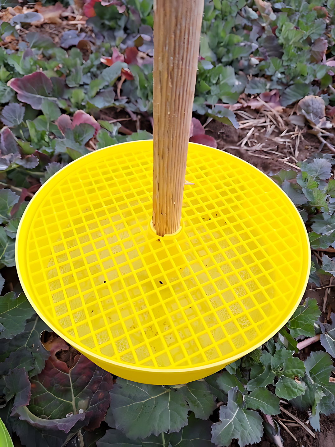 Gelbschale im Raps um Zuflug der Stängelschädlinge zu überwachen