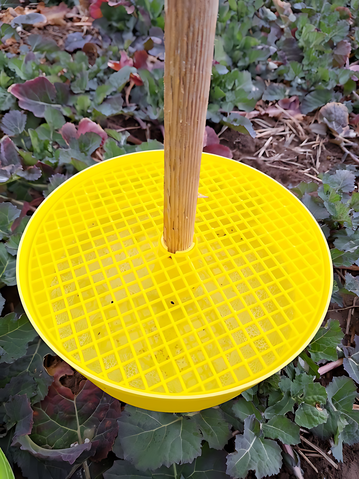 Gelbschale im Raps um Zuflug der Stängelschädlinge zu überwachen