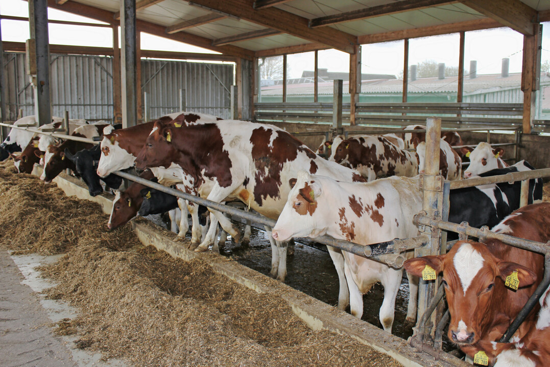 Pansenazidosen, die durch zuviel Stärke im Futter der Rinder und Kühe hervorgerufen werden, können zu Entzündungen im Magen-Darm-Trakt führen.