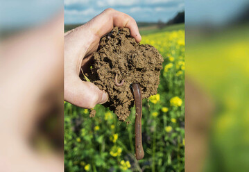 Um die Population von 
<i>Lumbricus terrestris</i>
 zu vergr��ern, sind Kenntnisse �ber dessen Fortpflanzung unerl�sslich.