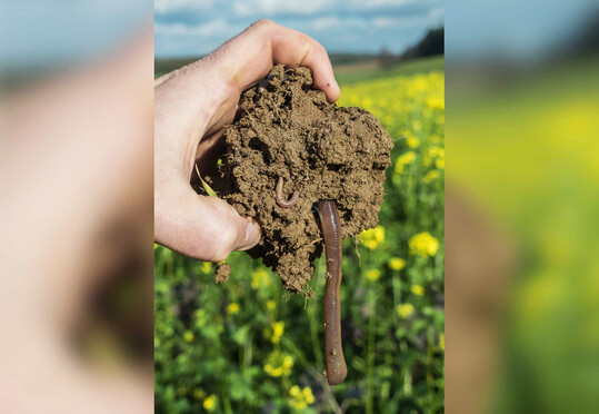 Um die Population von 
<i>Lumbricus terrestris</i>
 zu vergr��ern, sind Kenntnisse �ber dessen Fortpflanzung unerl�sslich.