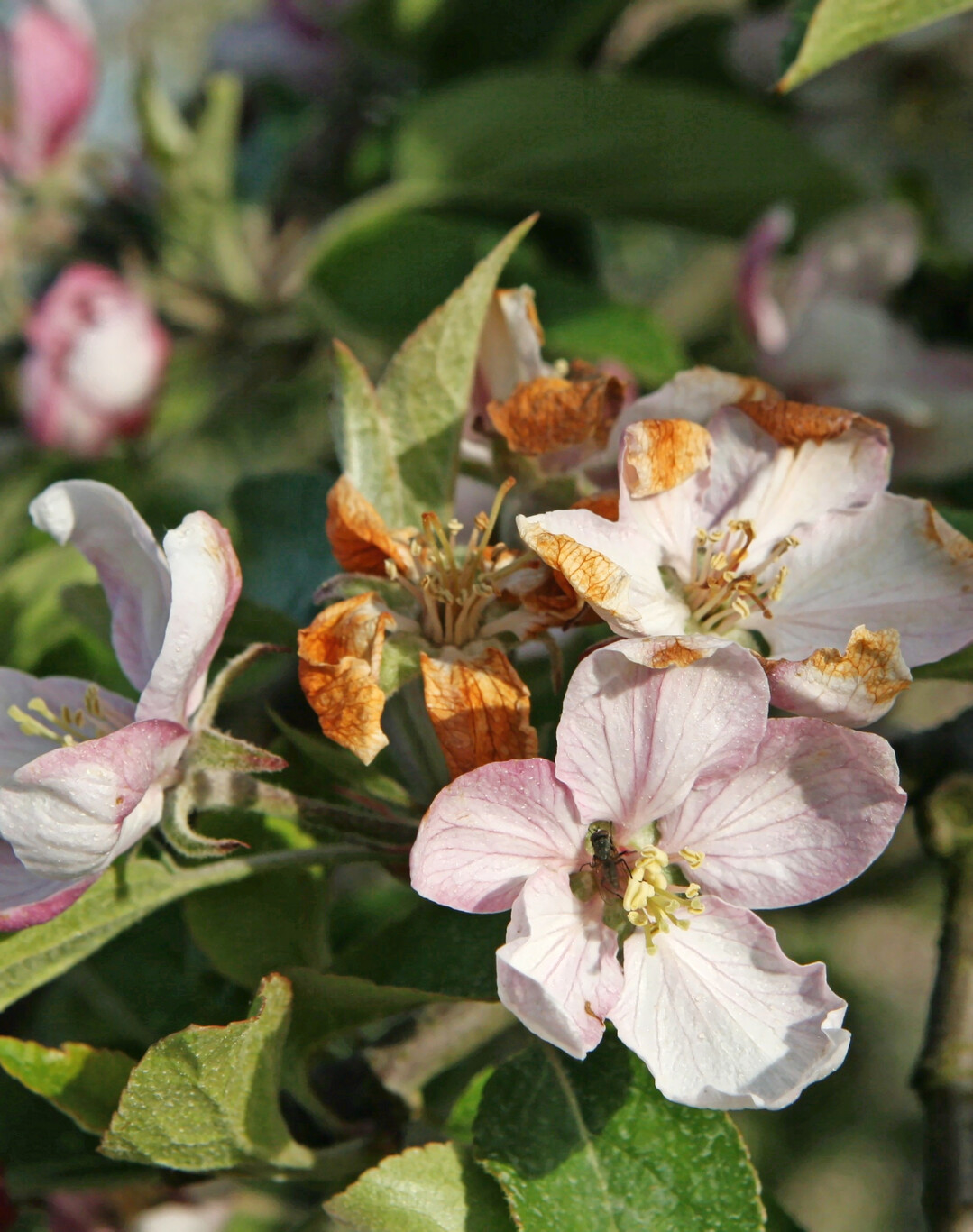 Eine immer fr�here Bl�te erh�ht die Gefahr f�r Sch�den durch Sp�tfr�ste. Ein Ansatz, dieses Risiko einzud�mmen, ist die Z�chtung sp�tbl�hender Sorten.