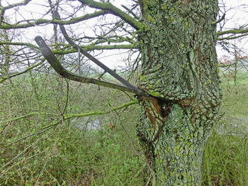 Ein alter Ackerpflug, der vor 68 Jahren an einen Ast gehängt wurde, wuchs in eine Eiche.