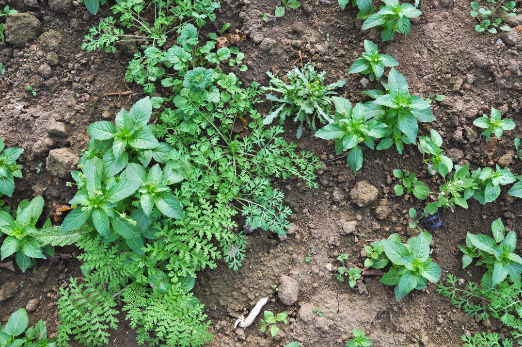 Höchste Zeit zum Jäten, das Gemeine Kreuzkraut blüht bereits (gelbe Knopfblüten). Die meisten Pflanzen im Bild sind Bingelkraut (männliche Pflanzen mit Knospen von Pollenträgern), rechts vorne Ehrenpreis.