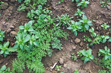 Höchste Zeit zum Jäten, das Gemeine Kreuzkraut blüht bereits (gelbe Knopfblüten). Die meisten Pflanzen im Bild sind Bingelkraut (männliche Pflanzen mit Knospen von Pollenträgern), rechts vorne Ehrenpreis.