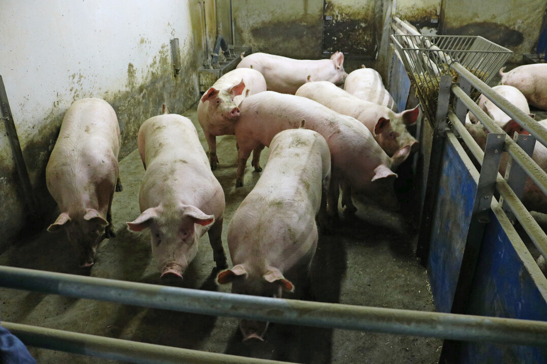 In Hessen sind seit dem ersten Ausbruch der Afrikanischen Schweinepest (ASP) im Juni vergangenen Jahres bei einem Wildschwein insgesamt neun erkrankte Tiere auf Schweinebetrieben gemeldet worden.