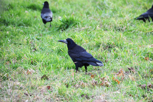 Rabenvögel am Oberrhein in Baden-Württemberg.