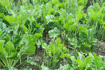 Das Conviso-Smart-System kann laut Ott vor allem zum Einsatz kommen, wenn kein resistenter Ackerfuchsschwanz auf den Fl�chen vorkommt.