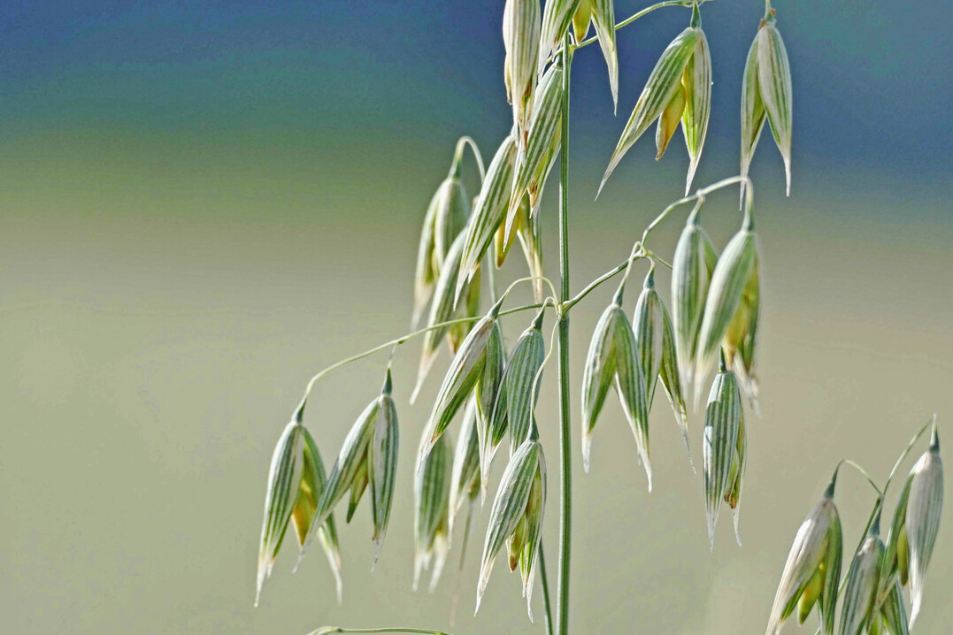 Der Öko-Hafer zeigte 2024 starke Schwankungen im Ertrag zwischen den Versuchsstandorten.
