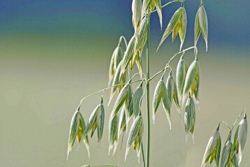 Der Öko-Hafer zeigte 2024 starke Schwankungen im Ertrag zwischen den Versuchsstandorten.