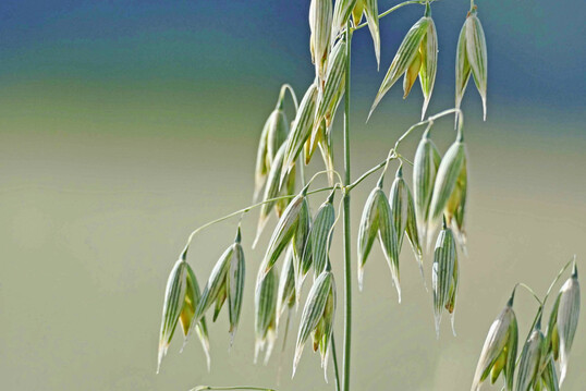 Der Öko-Hafer zeigte 2024 starke Schwankungen im Ertrag zwischen den Versuchsstandorten.