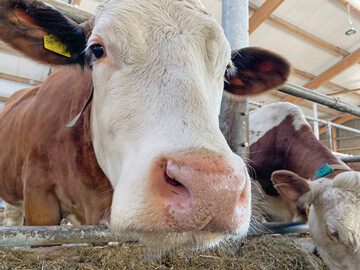 1 Je bedarfsgerechter K�he mit Protein in ihrem Futter versorgt werden, umso weniger Stickstoff-Emissionen fallen durch die Haltung der Wiederk�uer an.