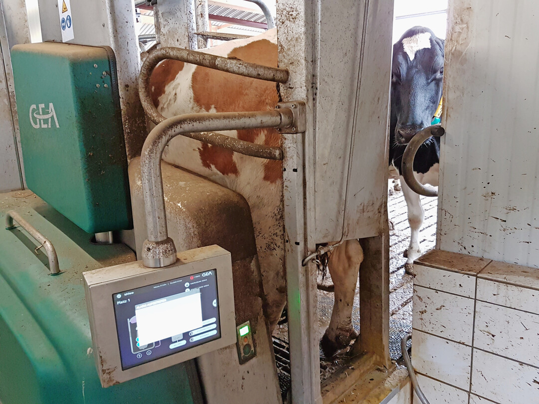 2 Die Milchleistungen blieben bei den K�hen der Kontrollgruppe und der Gruppe der K�he, denen zus�tzlich Aminos�uren gef�ttert wurden, gleich.