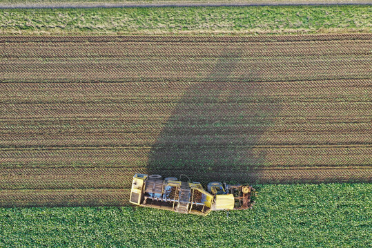 Zuckerr�benernte. Luftbild von einem Ropa Tiger 6 R�benroder im Einsatz.