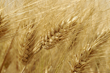 Der Anbau von Hartweizen in der EU erlebt mal mehr, mal weniger Zuspruch. Zur Ernte 2025 soll die Fläche wachsen.