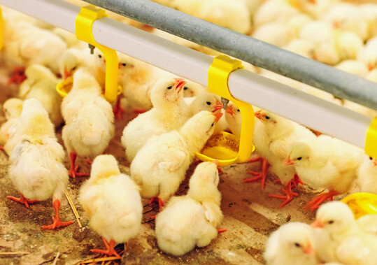 Die neu entwickelte Kokzidiose-Impfung kann �ber das Tr�nkewasser vorgenommen werden.