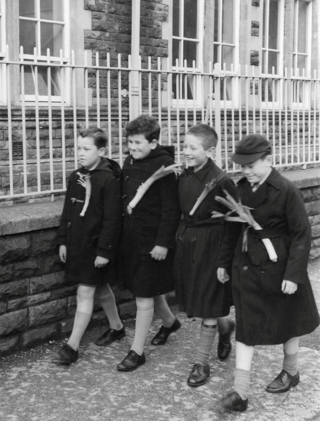Zum walisischen Nationalfeiertag am 1. März trugen die Kinder bis in die Sechzigerjahre noch eine echte Lauchstange an ihrer Kleidung. Heute sind es kleine Filzanstecker.