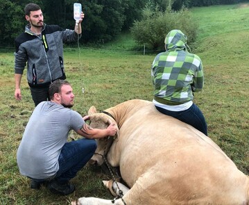 Beim Rindern hat sich diese Kuh verletzt. Eine Infusion soll helfen. 