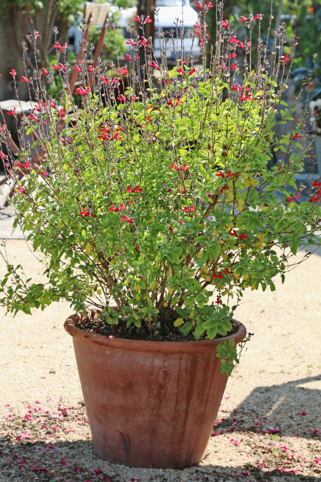 Johannisbeer-Salbei duftet nach Schwarzen Johannisbeeren.