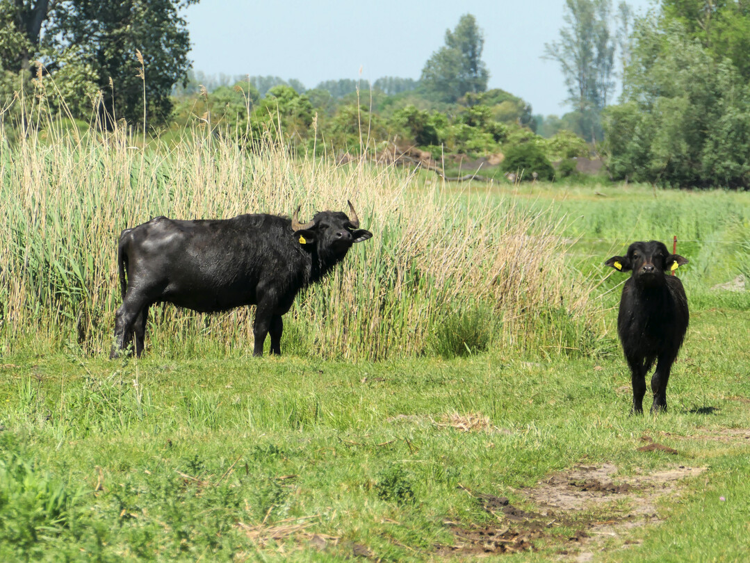 Die Überwachungszone um den Ausbruchsbetrieb in Hönow ist inzwischen aufgehoben worden. Dort hatte es in einer Wasserbüffelherde einen Maul- und Klauenseuche-Fall gegeben.