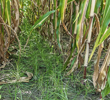 Von Untersaaten profitieren sowohl Landwirte als auch das Agrar�kosystem.