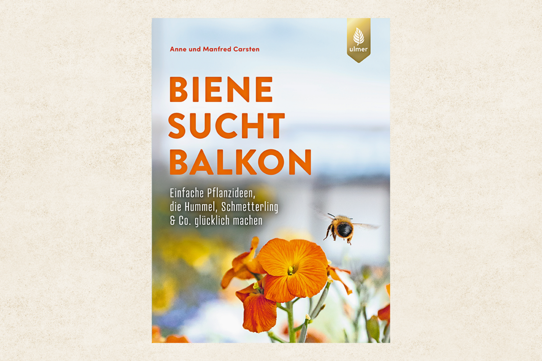 Biene sucht Balkon
