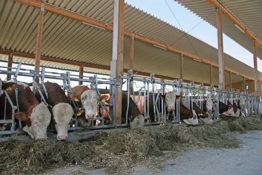 Der Rindfleischmarkt boomt. Jungbullen ab Haltungsform 3 sind f�r die bestehenden regionalen Tierwohl-Programme deutschlandweit gefragt. 