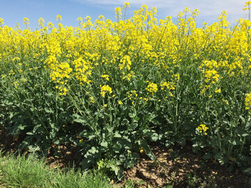 Weniger Raps auf den Feldern: Damit rechnet der Internationale Getreiderat in seiner aktuellen Februar-Schätzung.
