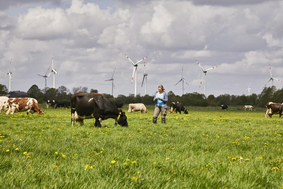 Arla-Betrieb mit Weidegang in Schleswig-Holstein.