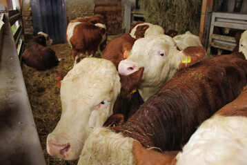 In der EU wurden von Januar bis November 2024 rund 20,5 Millionen Rinder geschlachtet. Das war gegen�ber dem Vorjahr eine Steigerung um fast 2 Prozent. 