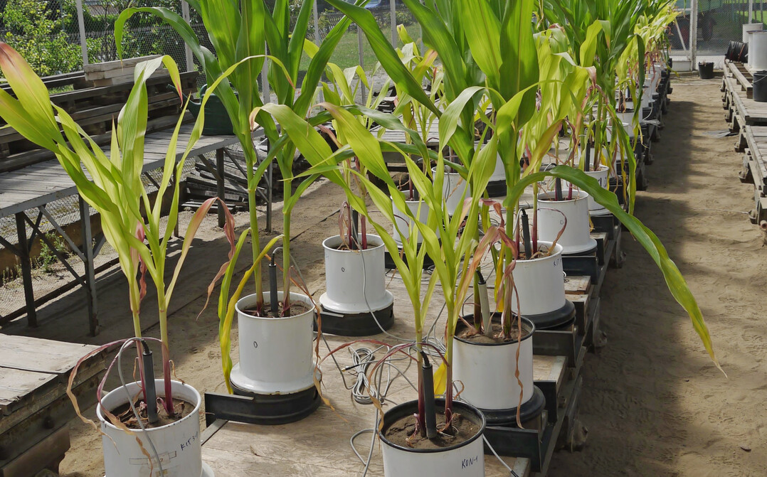 In einer dreijährigen Versuchsphase hat ein Forschungsteam der Humboldt-Universität (HU) hygienisierten Fäkalkompost und nitrifizierten Urindünger an Maispflanzen getestet - unter anderem im Gewächshaus auf dem HU-Campus in Berlin-Dahlem.