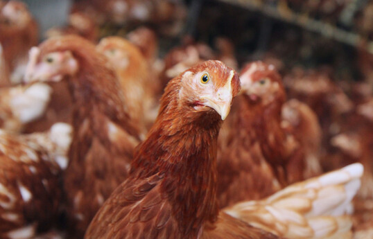 Es wird empfohlen, nur Herden mit einer überdurchschnittlichen Leistung und einer guten Herdenkondition zu mausern.