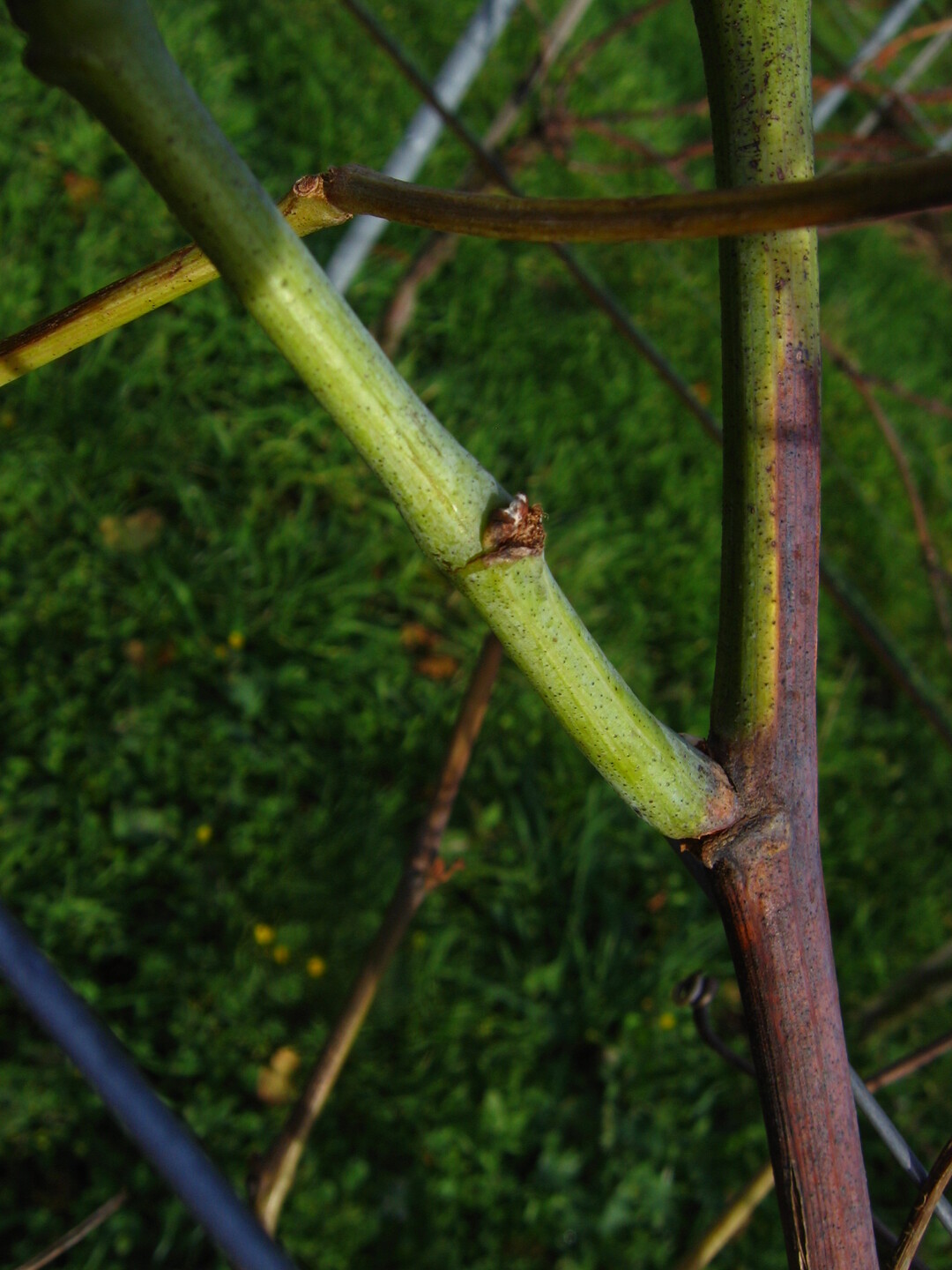 ...Schwarzholzkrankheit