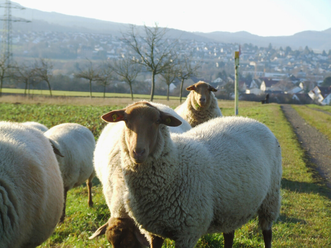 Um Schafe, Ziegen und Rinder vor der Blauzungenkrankheit (BTV) zu sch�tzen, sollten die Wiederk�uer rechzeitig geimpft werden. Hierzu hat das Bundesagrarministerium nun per Eilverordnung die weitere Anwendung von drei BTV-Impfstoffen bewilligt.