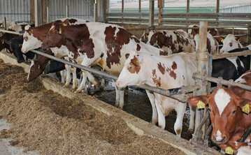 Auf einem gro�en Milchviehbetrieb in Bad Gr�nenbach sollen erneut Rinder misshandelt worden. Der Viehhof war schon 2029 in die Kritik geraten.