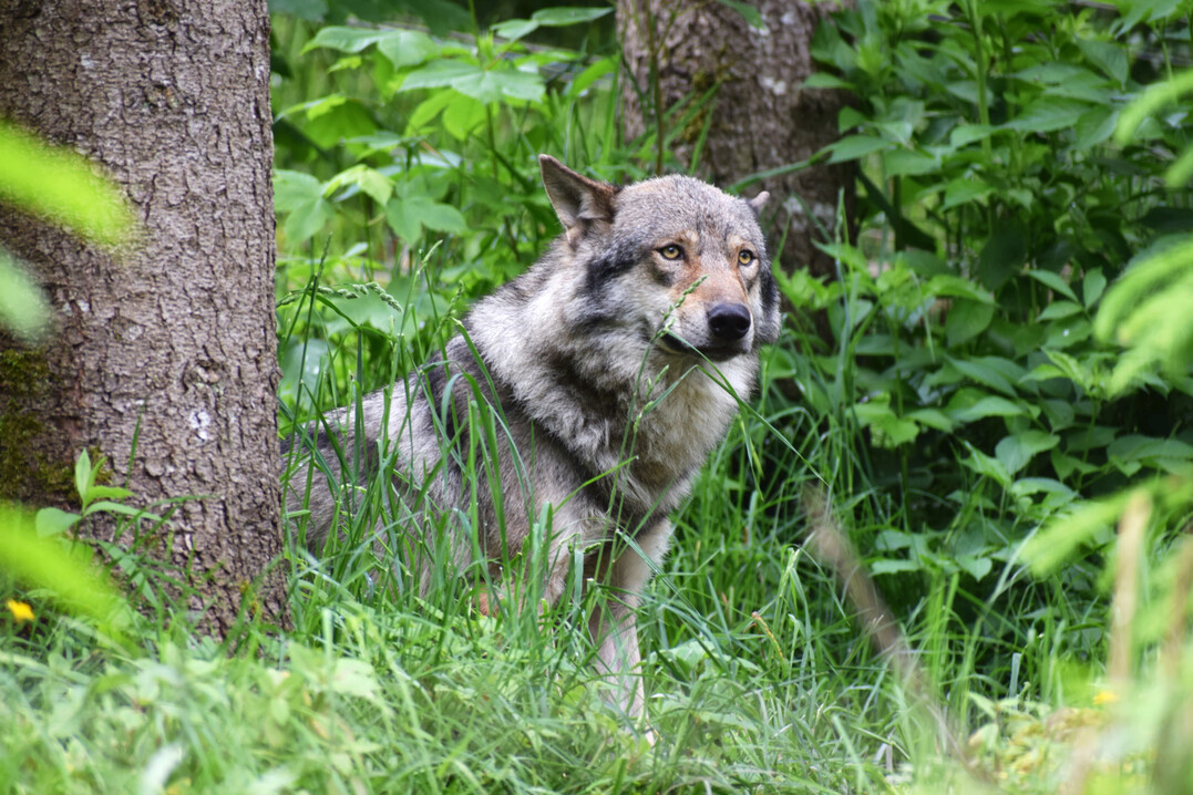 Ein Wolf (Canis lupus).