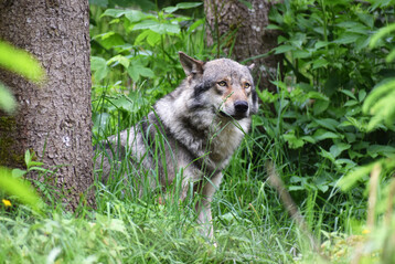 Ein Wolf (Canis lupus).