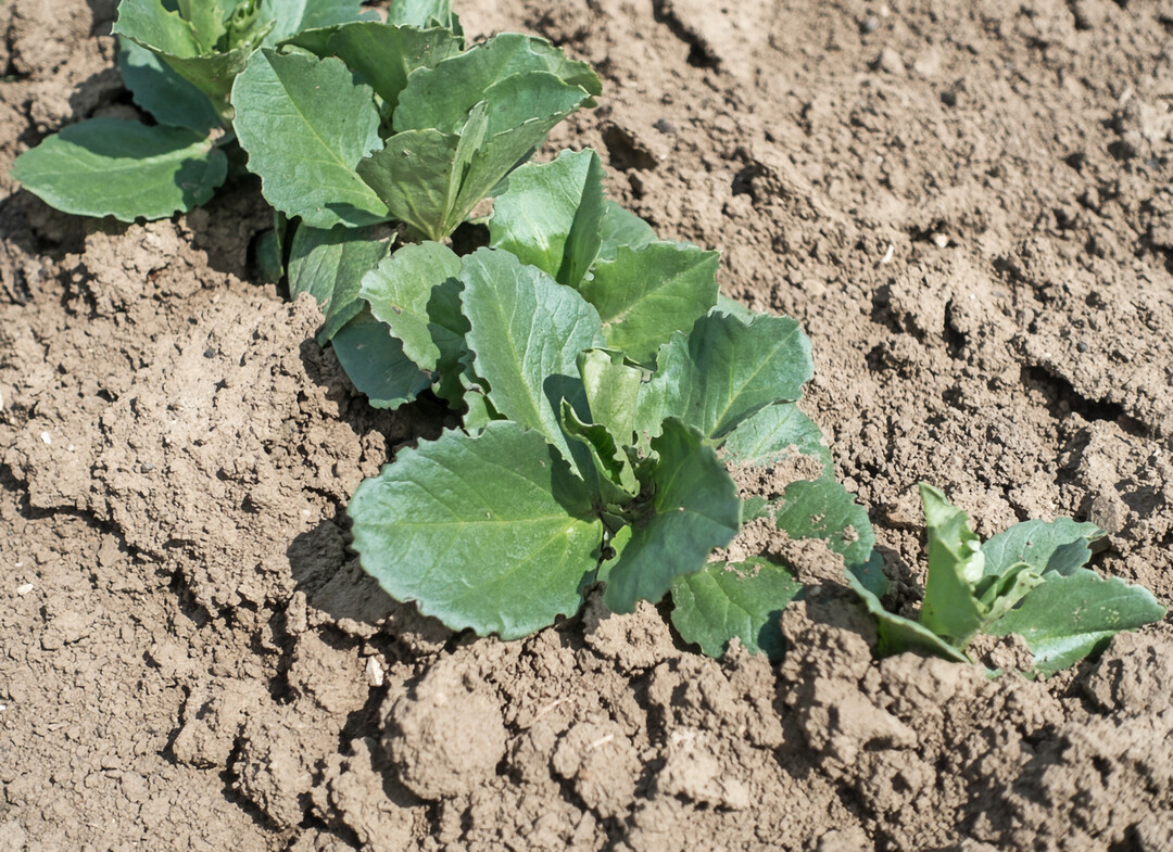 In Erbsen und Ackerbohnen muss die chemische Unkrautkontrolle durch Vorauflaufherbizide erfolgen.