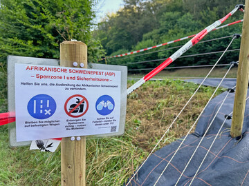 In der Nähe von Mannheim wurde vergangene Woche ein mit ASP-infiziertes Wildschwein tot aufgefunden.