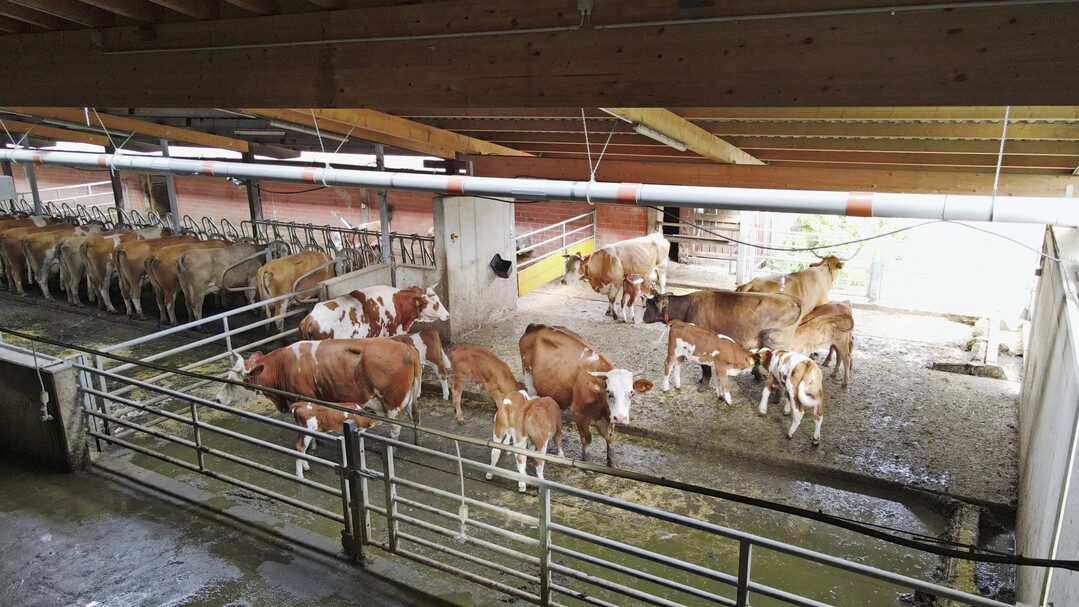 4 Auf dem Demeterbetrieb Gasswies wird der Melkwarteraum nach dem Melken als Begegnungsraum f�r die K�he und K�lber genutzt.