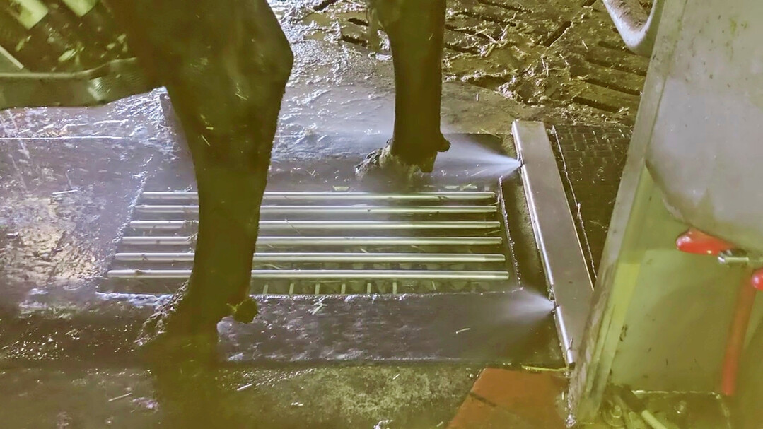 7 Automatische Klauenwaschanlagen arbeiten zweistufig. Zuerst erfolgt die Reinigung, dann die Desinfektion mit einem zugelassenen Biozid.